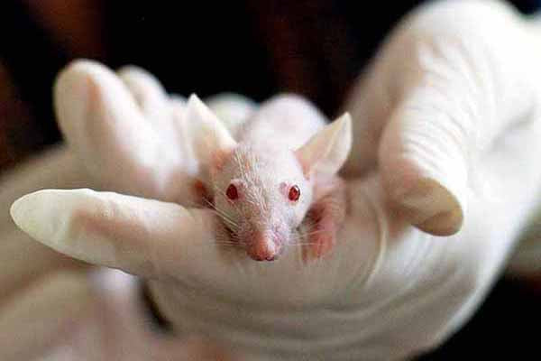 Animal Testing For Cosmetics and Skincare: Why Big Brands Still Do It, But Should Stop