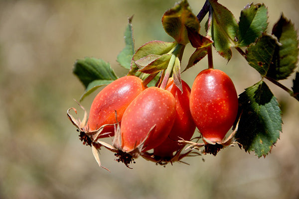 Top Rosehip Oil Benefits for Skin